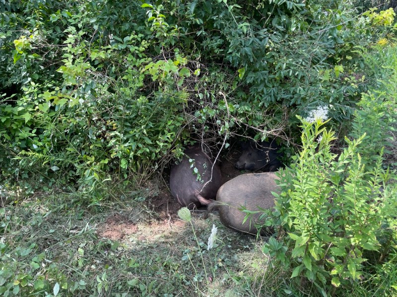 Sleeping in the&nbsp;Shade